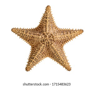 starfish brown isolated on a white background. Close-up. Side view