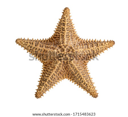 starfish brown isolated on a white background. Close-up. Side view