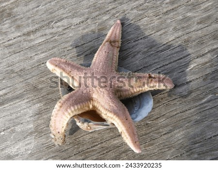 Foto Bild StarFish Seestern Meer