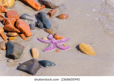 Starfish are a class of invertebrates such as echinoderms. Approximately 1,600 living species are known