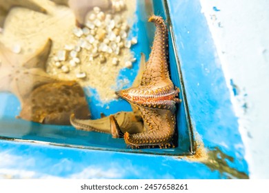 Starfish close up focus selective
