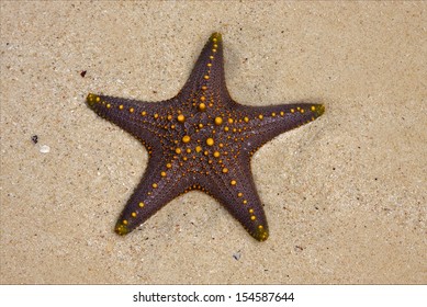starfish coastline in the   lagoon   of zanzibar tanzania 