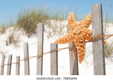 starfish drying on beach fence