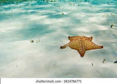 Starfish In El Cielo Cozumel Underwater Snorkeling