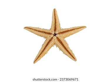 Starfish endoskeleton of calcium carbonate. Isolated over white