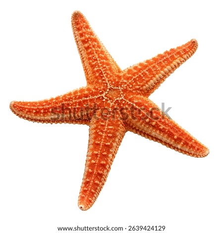 A starfish with five arms lying flat isolated on a white background