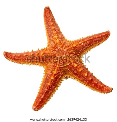 A starfish with five arms lying flat isolated on a white background