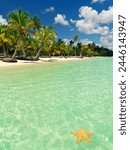 Starfish floating on placid water with blue sky and palm fringed beach, Bavaro Beach, Punta Cana, Dominican Republic, West Indies, Caribbean, Central America