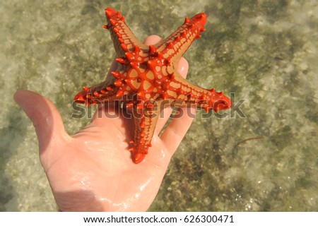 Similar – Foto Bild StarFish Seestern Meer