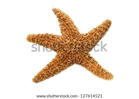 Starfish isolated Stock foto © 