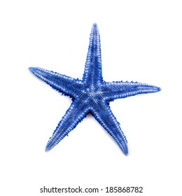 Starfish isolated in front of white background