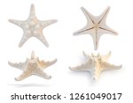 Starfish isolated on white background. This has clipping path.
