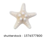 Starfish isolated on white background