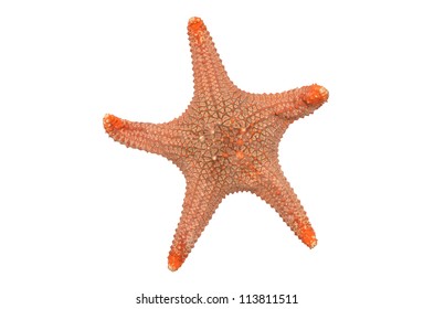 Starfish, isolated on white background