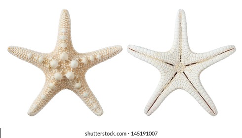 Starfish Isolated On White Background