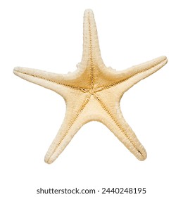 Starfish isolated on white background. Marine life and sea creatures concept - Powered by Shutterstock