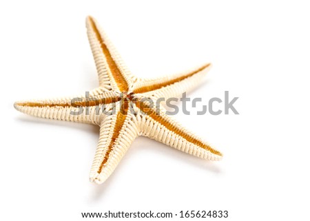starfish isolated on white background 
