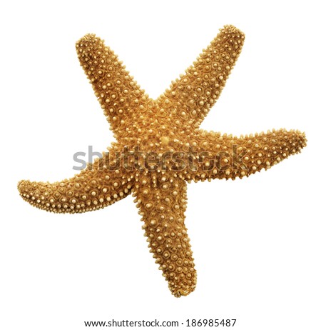 Starfish Isolated On White Background