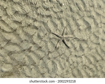 Starfish At Kiawah Island South Carolina