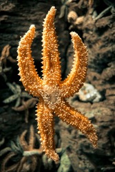 Starfish Im Ozean. Makroansicht Schließen