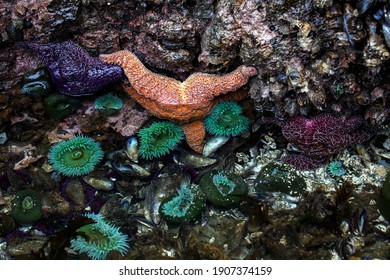 Starfish in Olympic Peninsula tide pools, Washington