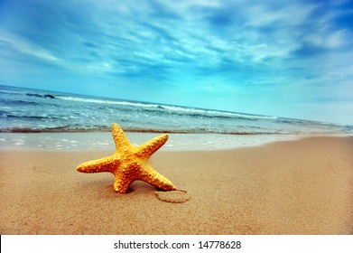 Starfish on the Beach - Best for Web Use - - Powered by Shutterstock