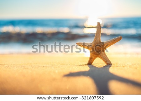 Starfish on the beach at sunrise