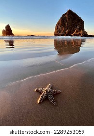 Starfish on the beach at sunset Haystack Rock