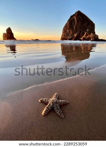 Starfish on the beach at sunset Haystack Rock