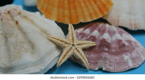 Starfish on a bed of shells