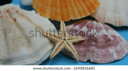 Starfish on a bed of shells