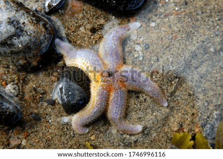 Similar – Foto Bild StarFish Seestern Meer