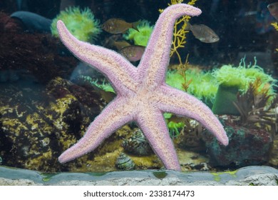 starfish on glass in an aquarium or oceanarium. High quality photo