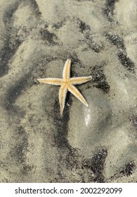 Starfish On Kiawah Island South Carolina