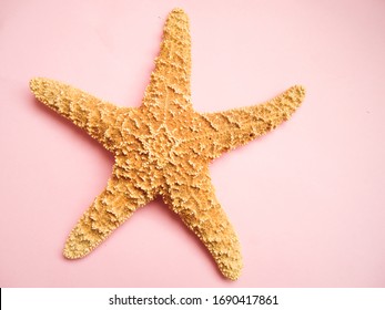 Starfish On A Light Pink Background, Sea Star Animal 