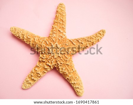 starfish on a light pink background, sea star animal 