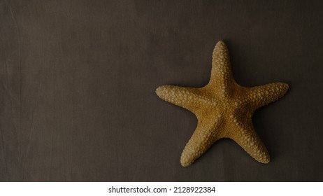 starfish on a plain background