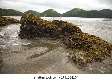 Starfish On A Rock At San Josef Bay In Cape Scott Provincial Park