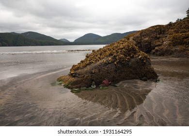 Starfish On A Rock At San Josef Bay In Cape Scott Provincial Park