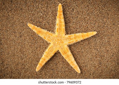 Imágenes de la estrella de mar