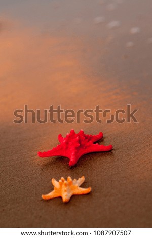 Similar – Sandy beach with starfish and snails