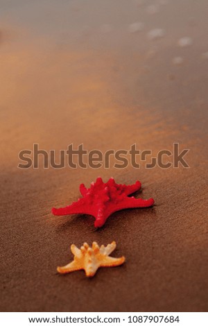 Similar – Sandy beach with starfish and snails