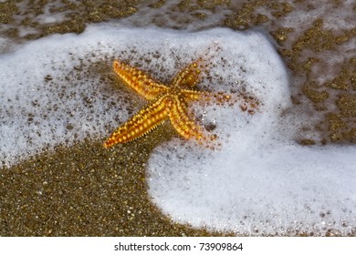 starfish on the shore of the Atlantic Ocean
