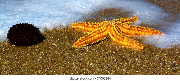 starfish on the shore of the Atlantic Ocean