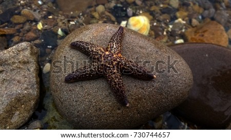 starfish on stone