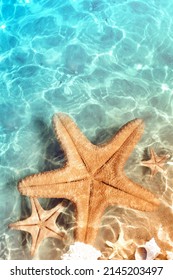 Starfish Sea Shells On Beach Ocean Stock Photo 448125373 | Shutterstock