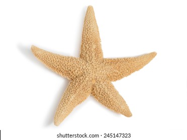 Starfish On A White Background