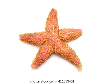 Starfish On A White Background