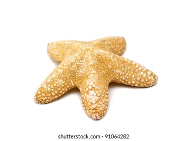 Starfish On A White Background