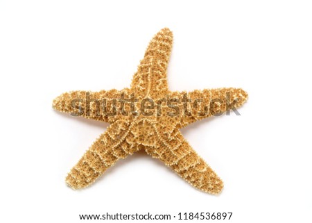 Starfish on white background